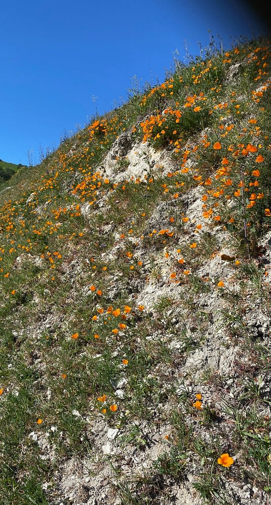 Beautiful field of poppies flowers around Black Diamond Mines Regional Reserve path