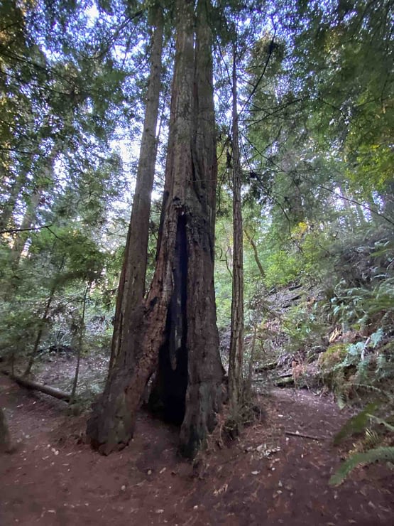 Giant tree encountered during a California hike in Mount Tamalpais