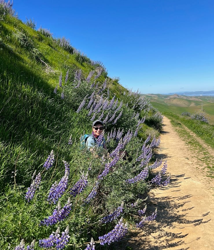 Hiker on the Black Diamond Mines Regional Reserve path around beautiful Lupines flowers
