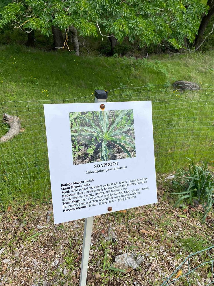 Native plant garden from Olompali State Park