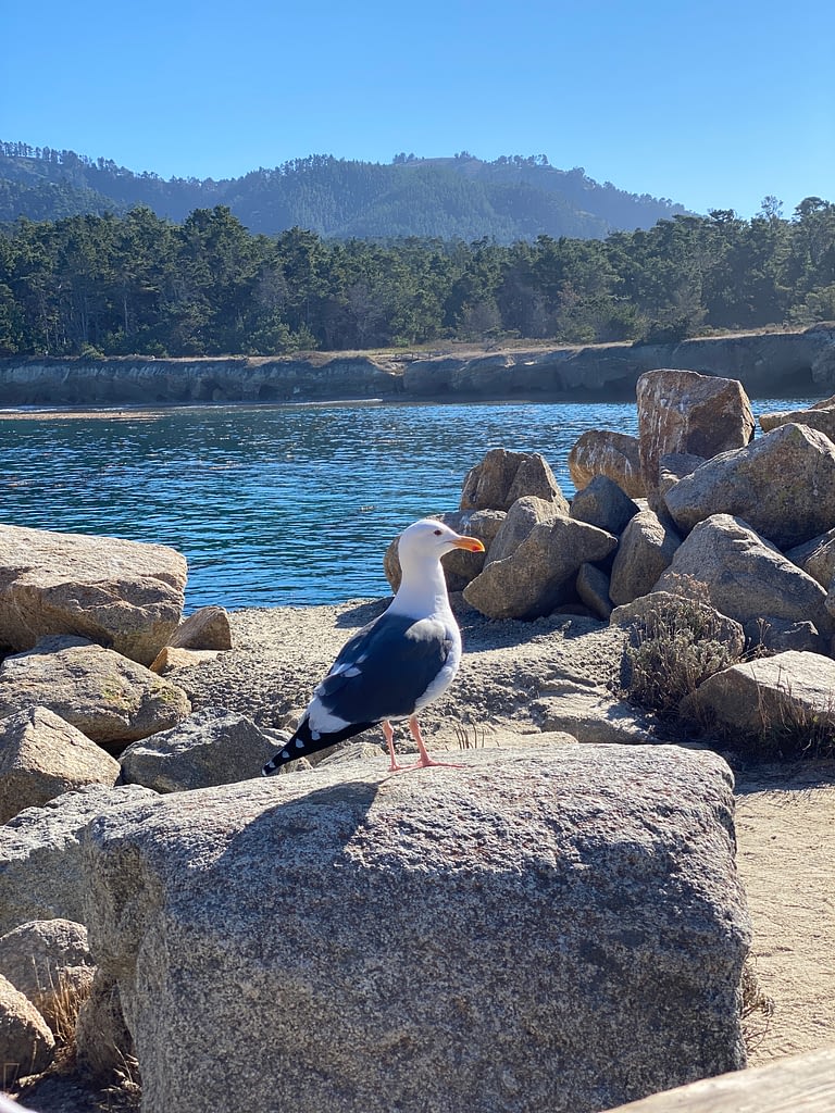 Bird on a rock spotted during a California hike at Point Lobos