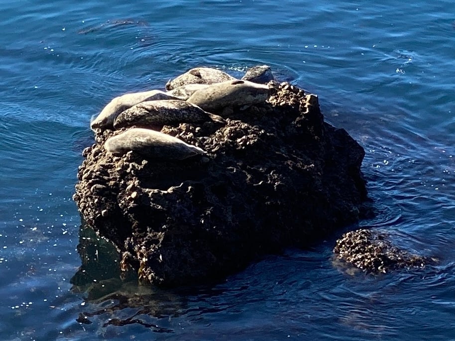 Sea Lion on a rock spotted during a California hike at Point Lobos